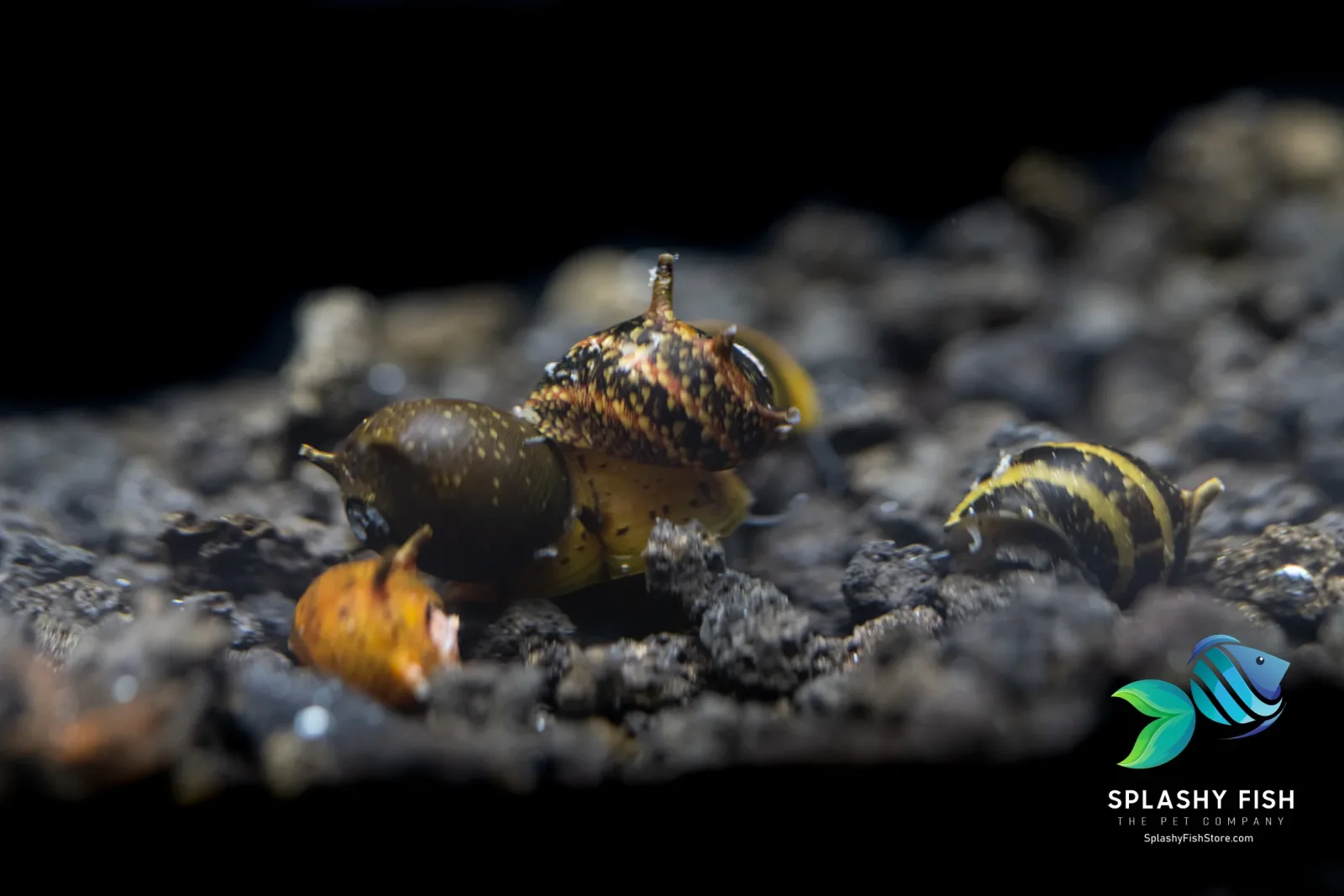 Assorted Thorn/Horn Nerite Snails (Clithon sp.)