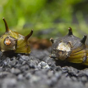Assorted Thorn/Horn Nerite Snails (Clithon sp.)