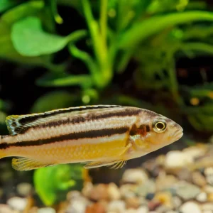Auratus Cichlids