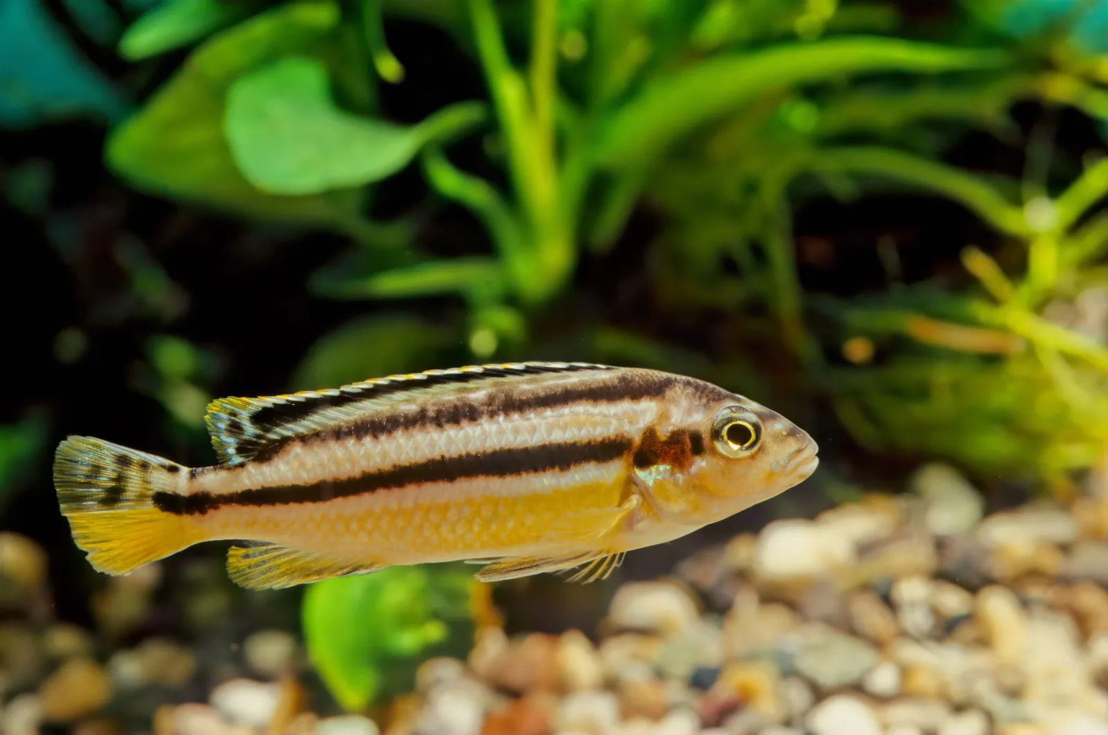 Auratus Cichlids