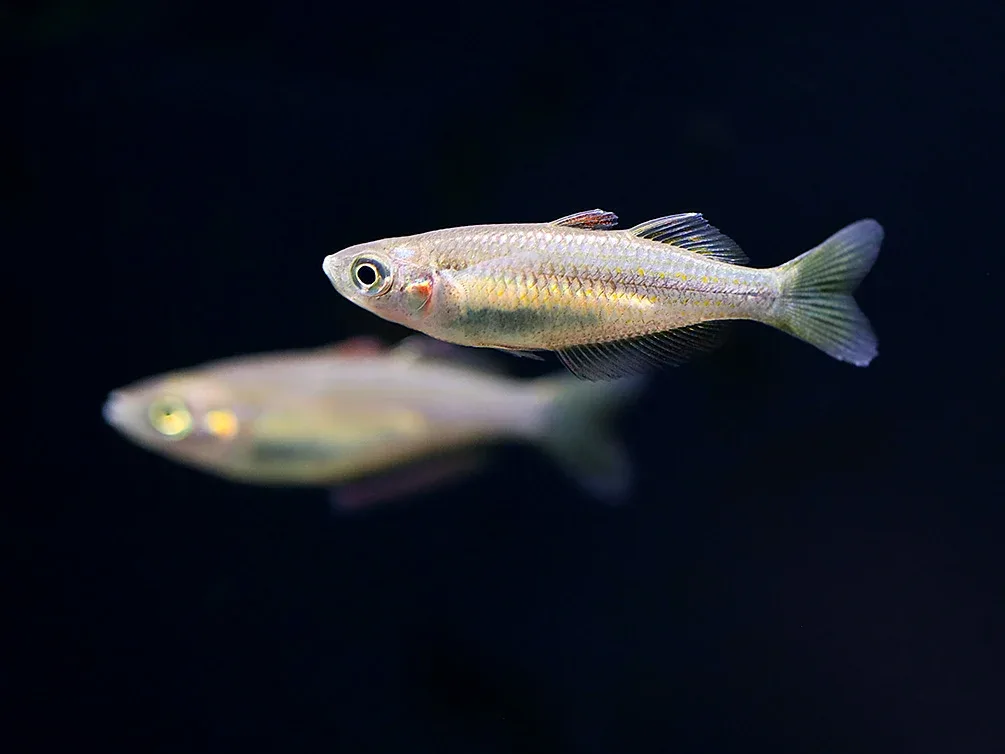Australian Rainbowfish (Melanotaenia fluviatilis) - Tank Bred - Image 2