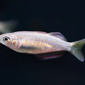 Australian Rainbowfish (Melanotaenia fluviatilis) - Tank Bred