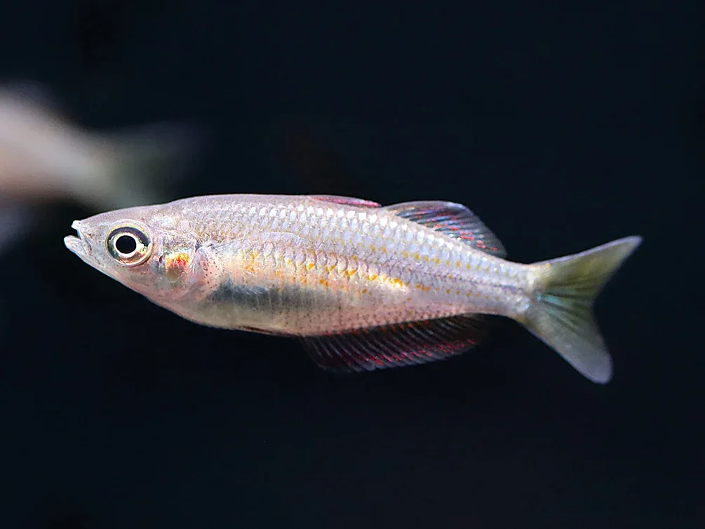 Australian Rainbowfish (Melanotaenia fluviatilis) - Tank Bred