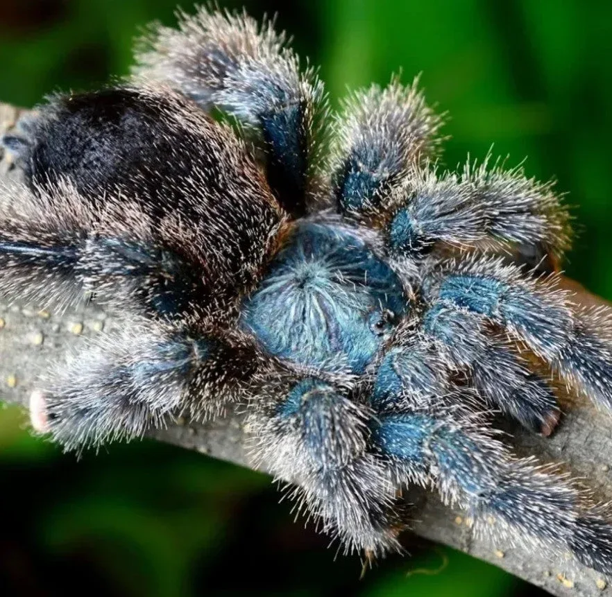 Avicularia avicularia M6 – Metallic Pink Toe Tarantula | Shimmering Morphotype | TDE - Image 2