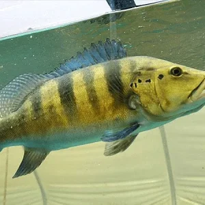 Azul Peacock Bass (Cichla piquiti)