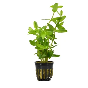 Bacopa Madagascariensis