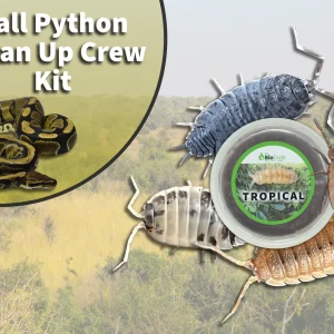 Ball Python Clean Up Crew Pack FREE SHIPPING
