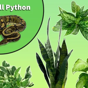 Ball Python Starter Plant Pack
