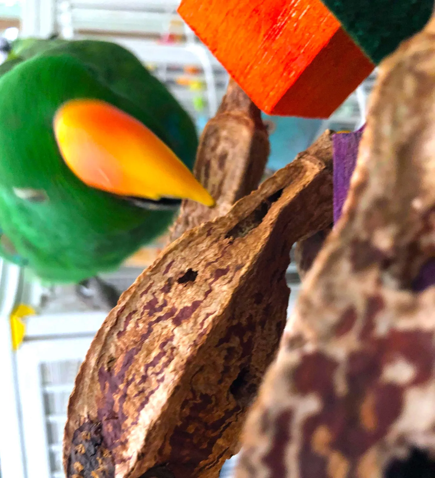 Balsa and Pods Bird Toy - Image 2