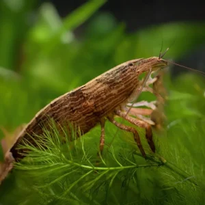 Bamboo Shrimp