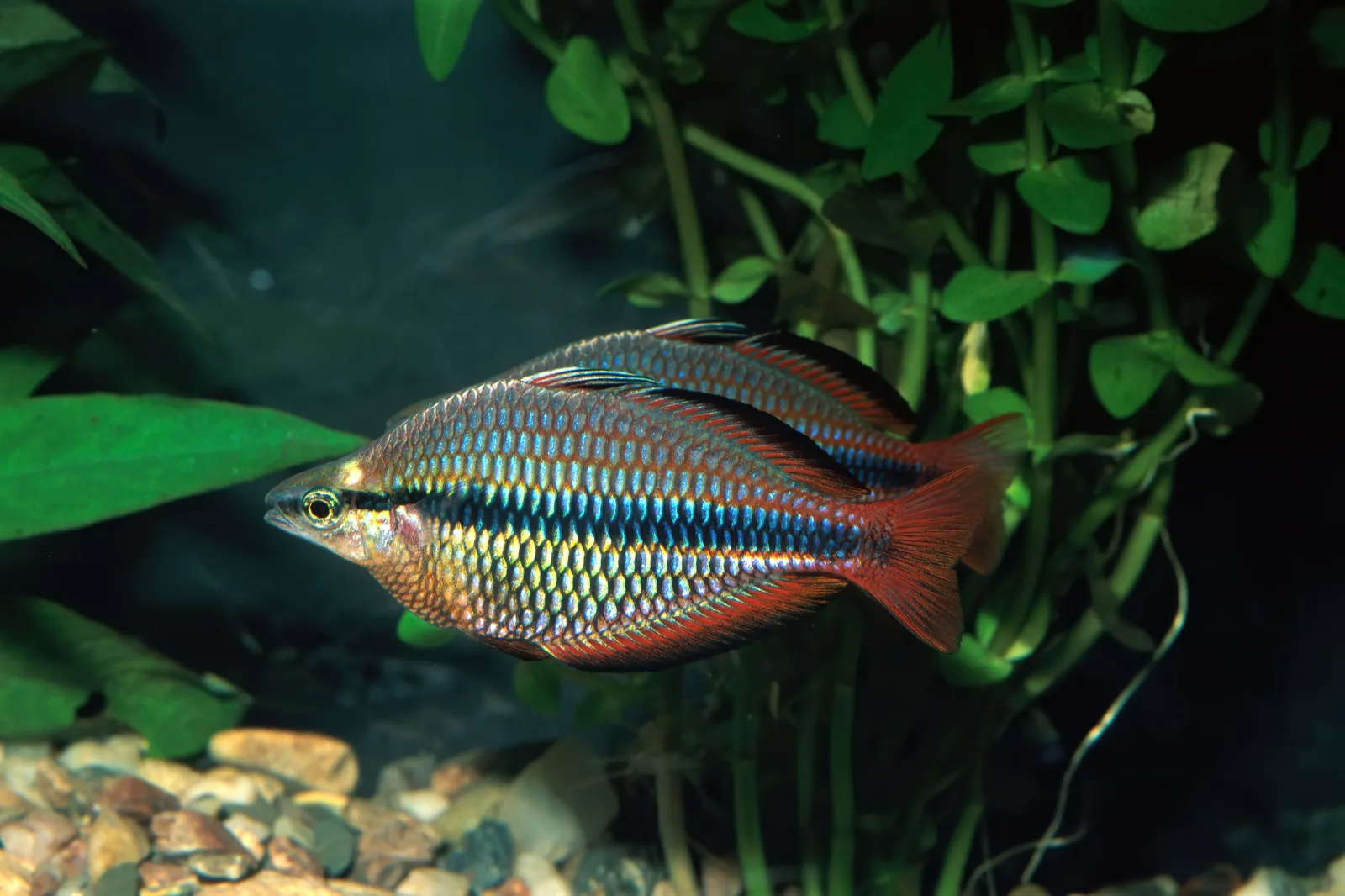 Banded Rainbowfish (Melanotaenia trifasciata) - Image 2