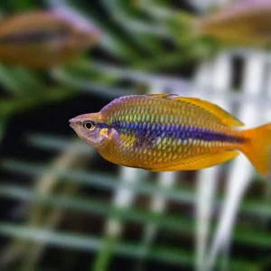Banded Rainbowfish (Melanotaenia trifasciata)