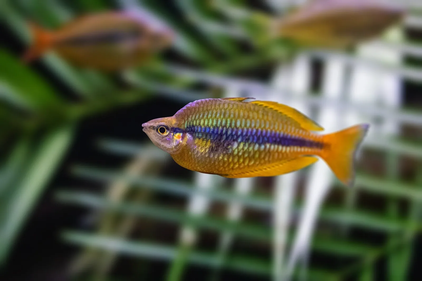 Banded Rainbowfish (Melanotaenia trifasciata)