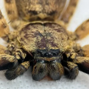 Barylestes occidentalis – Cameroon Tiger Huntsman Spider | Striking African Sparassid | Live Arrival Guarantee | TDE