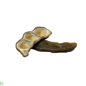 Bean Olho Pod for Terrariums & Vivariums