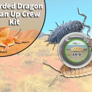 Bearded Dragon Clean Up Crew Pack FREE SHIPPING