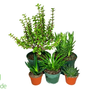 Bearded Dragon Plant Pack V2