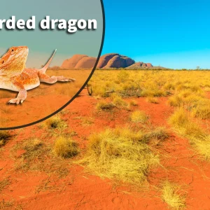 Bearded Dragon (Pogona vitticeps) Bioactive Vivarium Kit
