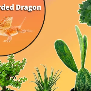 Bearded Dragon Starter Plant Pack