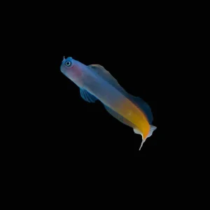 Bicolor Blenny (Ecsenius Bicolor) - SAQ Chicago Fish