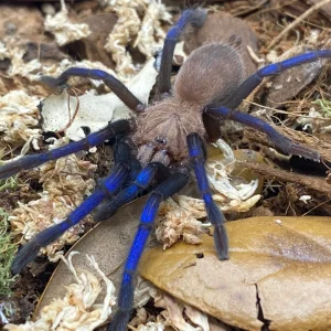Birupes simoroxigorum - Borneo Neon Blue Leg Tarantula for Sale | Live Arrival Guarantee | TDE