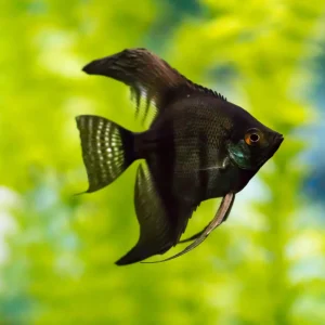 Black Angel Fish