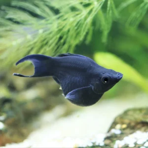 Black Ballon Molly Fish