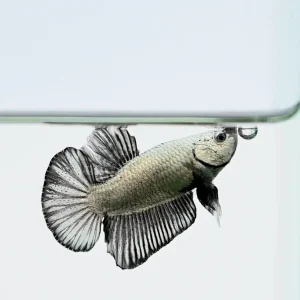 Black Dragon Halfmoon Plakat Betta Fish