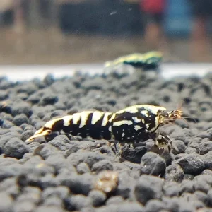 Black Galaxy Caridina Shrimp