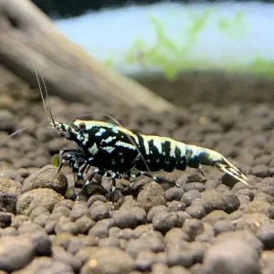 Black Galaxy Fishbone BOA Shrimp