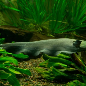 Black Ghost Knife Fish (Apteronotus albifrons)