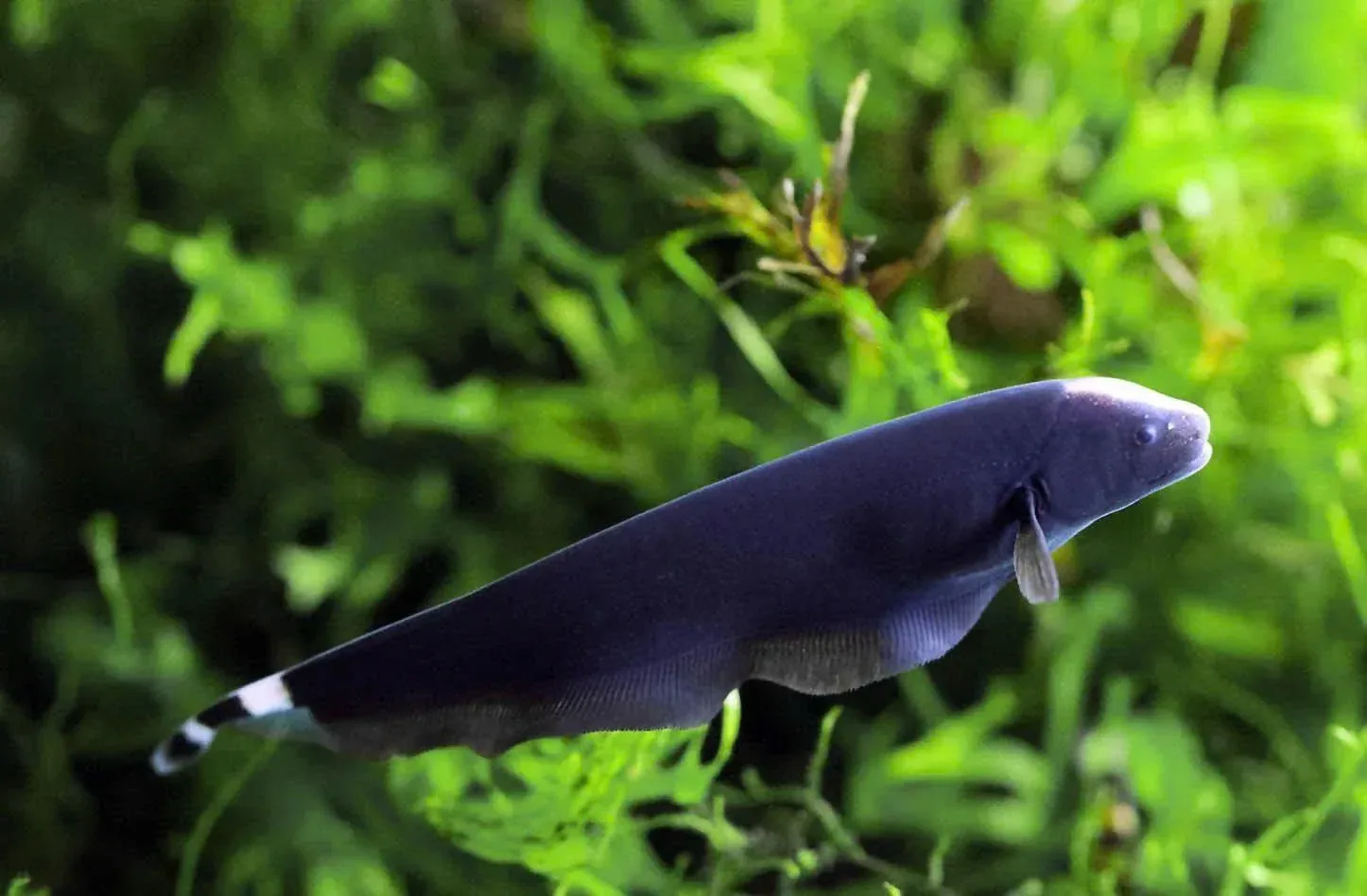 Black Ghost Knife Fish (Apteronotus albifrons) - Image 2