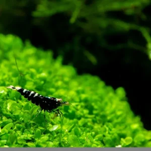 Black King Kong Caridina Shrimp