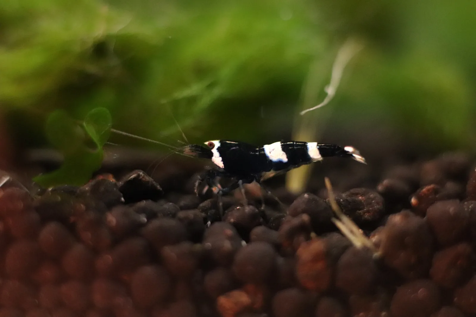 Black King Kong Caridina Shrimp - Image 2