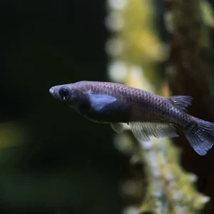 Black Medaka Japanese Ricefish