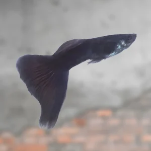 Black Moscow Guppy
