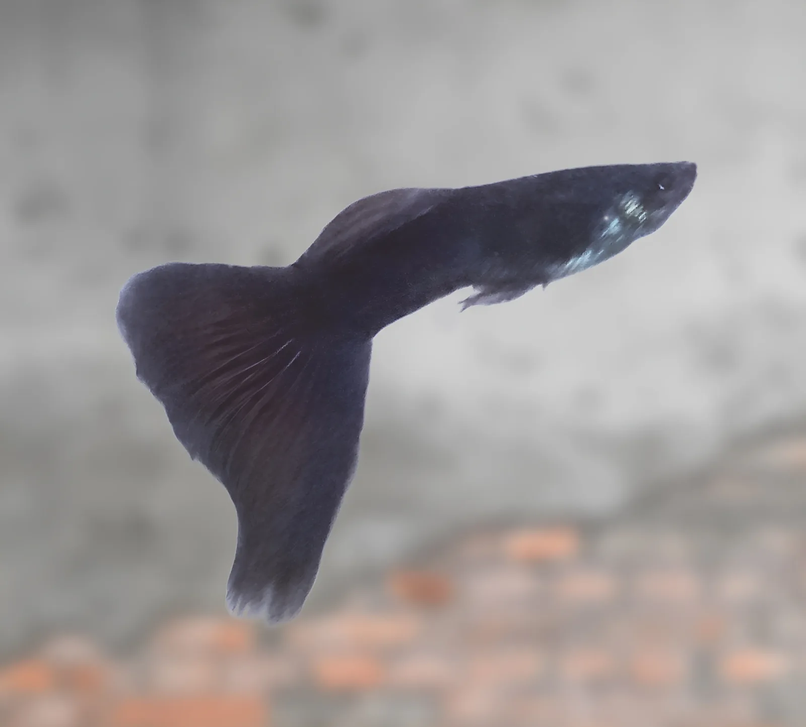 Black Moscow Guppy