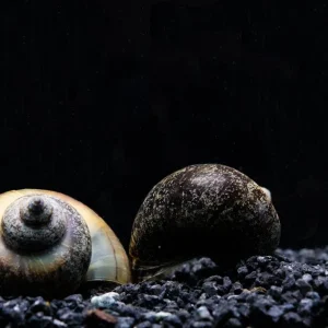 Black Mystery Snail