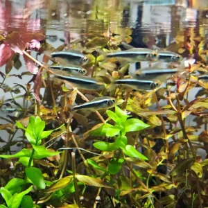 Black Neon Tetra Fish