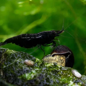 Black Rose Shrimp