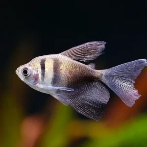 Black Skirt AKA Black Widow Tetra (Gymnocorymbus ternetzi), Tank Bred