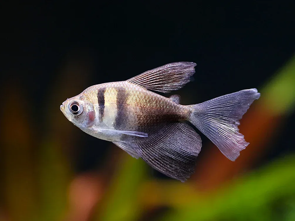 Black Skirt AKA Black Widow Tetra (Gymnocorymbus ternetzi), Tank Bred
