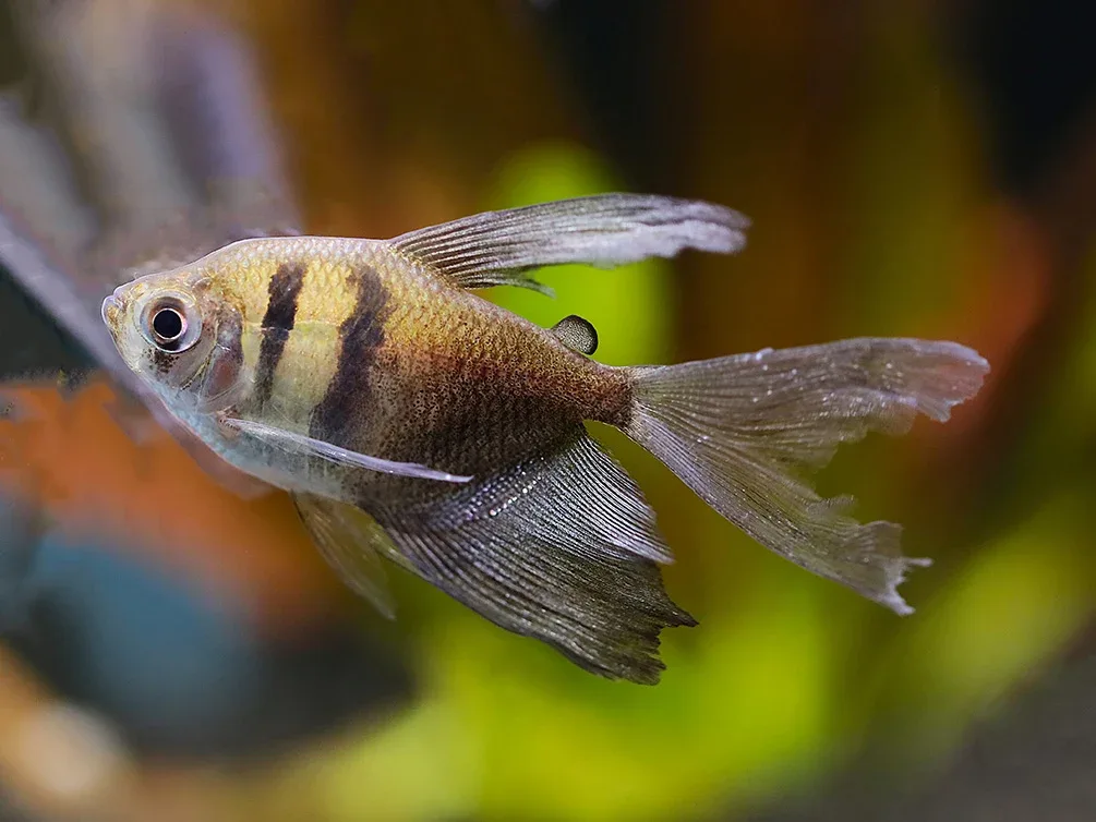 Black Skirt AKA Black Widow Tetra (Gymnocorymbus ternetzi), Tank Bred - Image 2
