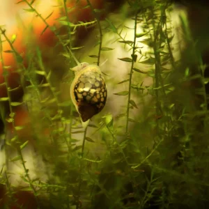 Bladder Snail