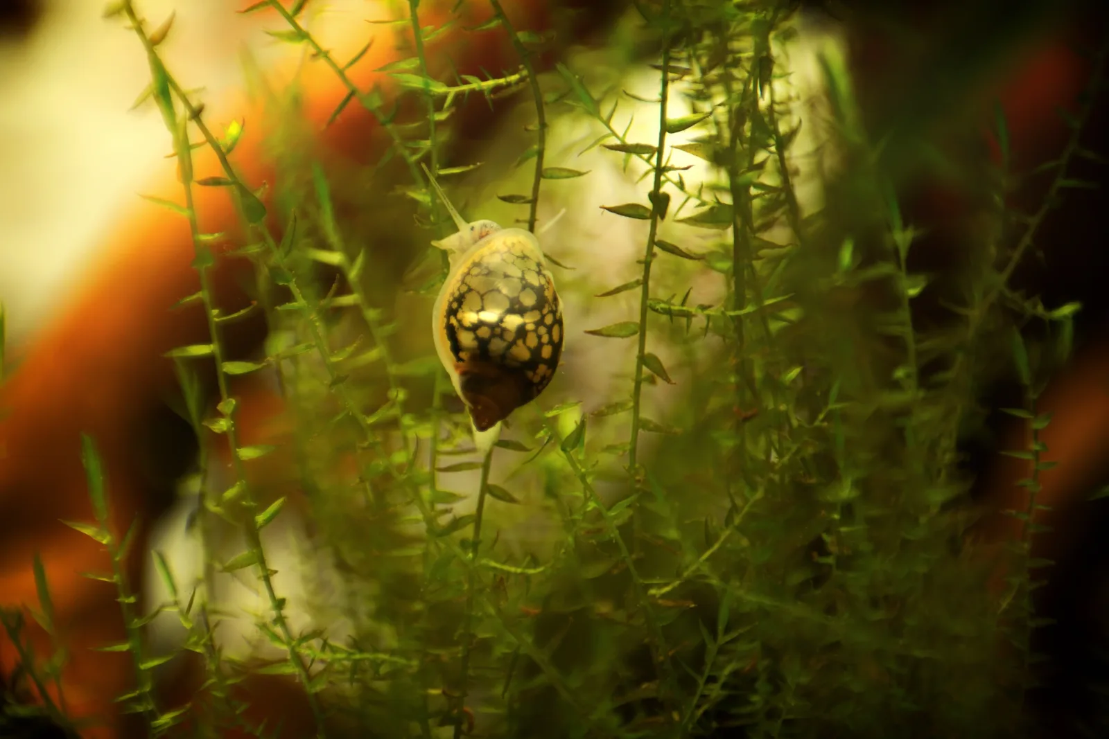 Bladder Snail