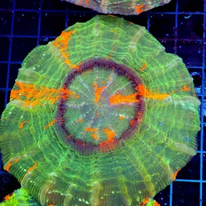 Bleeding Apple Acanthophyllia WYSIWYG - SAQ Coral Farm
