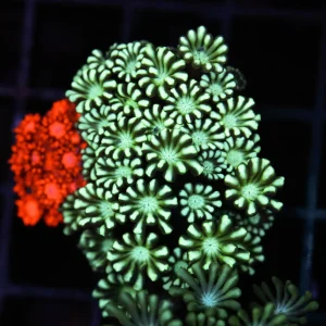 Bleeding Apple Goniopora Coral WYSIWYG - SAQ Coral Farm