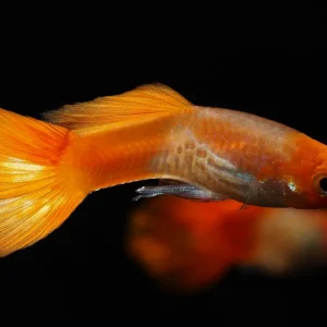 Blonde Cobra Guppy Fish