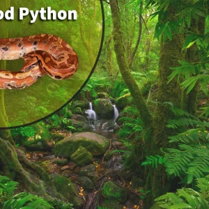 Blood Python (Python brongersmai) Bioactive Vivarium Kit