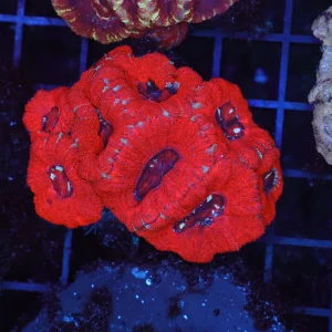 Blood Red Asian Acan WYSIWYG - SAQ Coral Farm